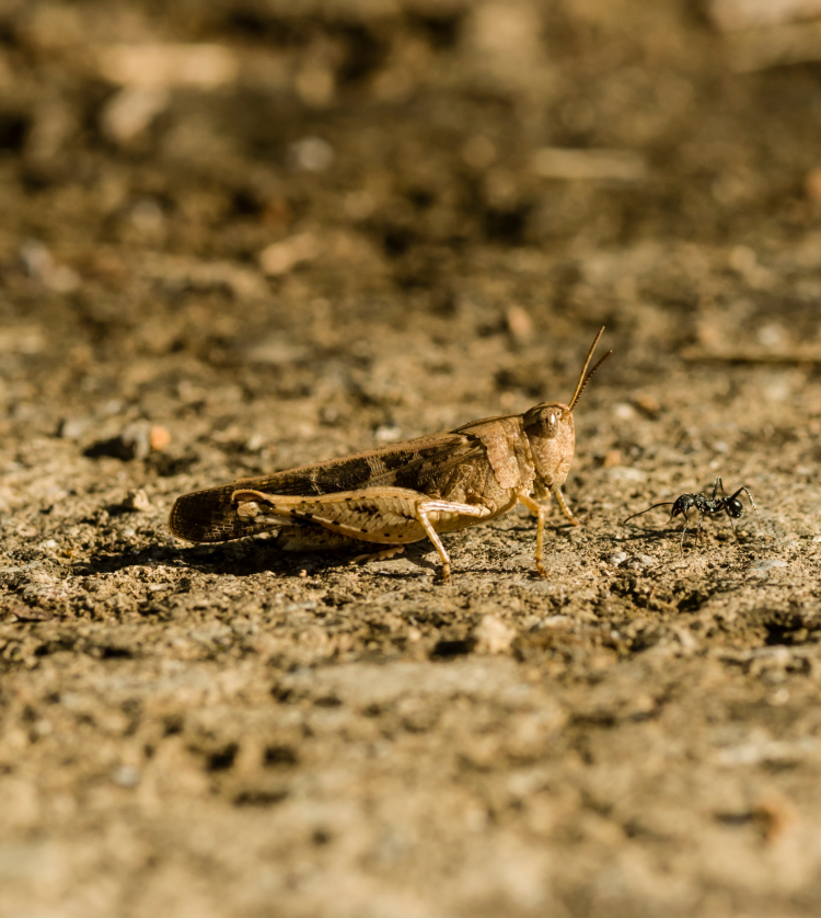 brown-cricket-camouflage-PR4G7TW 1