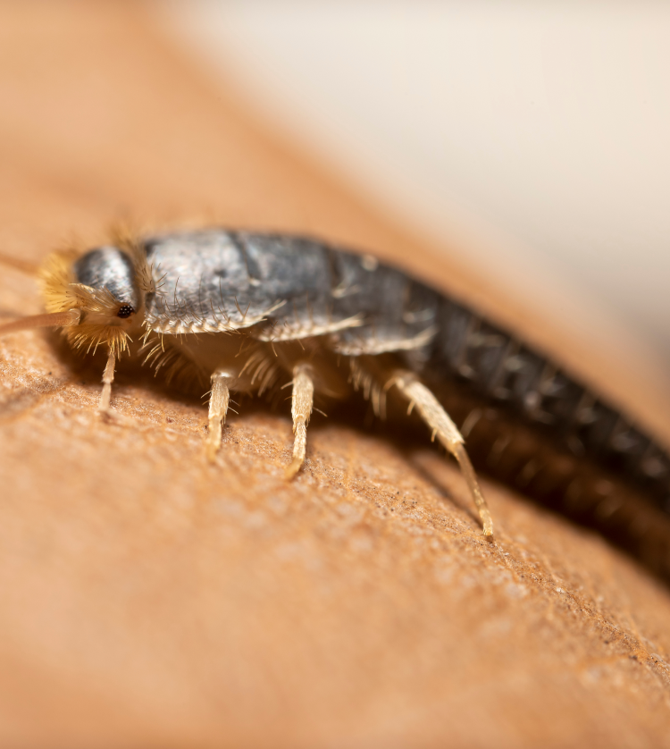silverfish-insect-macrophotography 1